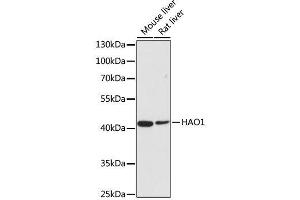 Western blot analysis of extracts of various cell lines, using HAO1 antibody. (HAO1 antibody  (AA 1-370))