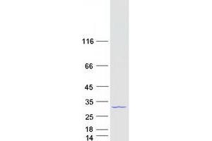 Polymerase (RNA) II (DNA Directed) Polypeptide E, 25kDa (POLR2E) protein (Myc-DYKDDDDK Tag)