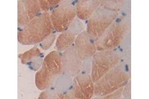 IHC-P analysis of Mouse Tissue, with DAB staining. (ALOX5 antibody  (AA 374-536))
