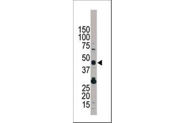 TRIB3 antibody  (N-Term)