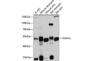 Western blot analysis of extracts of various cell lines, using Gsdma antibody  at 1:1000 dilution. (Gasdermin A antibody)