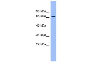WB Suggested Anti-ACBD3 Antibody Titration: 0. (ACBD3 antibody  (N-Term))