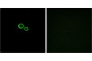 Immunofluorescence (IF) image for anti-Olfactory Receptor, Family 11, Subfamily G, Member 2 (OR11G2) (AA 241-290) antibody (ABIN2890918)