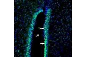 Expression of Contactin-1 in rat cerebral ventricle: - Immunohistochemical staining of perfusion-fixed frozen rat brain sections with Anti-Contactin-1/CNTN1 (extracellular) Antibody (ABIN7043083, ABIN7044738 and ABIN7044739), (1:200), followed by goat anti-rabbit-AlexaFluor-488. (Contactin 1 antibody  (Extracellular, N-Term))