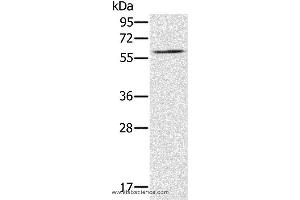 Western blot analysis of NIH/3T3 cell, using RELB Polyclonal Antibody at dilution of 1:200 (RELB antibody)
