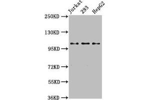 Western Blot Positive WB detected in: Jurkat whole cell lysate, 293 whole cell lysate, HepG2 whole cell lysate All lanes: KIF5B antibody at 3. (KIF5B antibody  (AA 338-514))