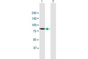 Western Blot analysis of CNOT10 expression in transfected 293T cell line by CNOT10 MaxPab polyclonal antibody. (CNOT10 antibody  (AA 1-744))