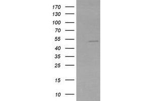 Image no. 1 for anti-Zinc Finger and SCAN Domain Containing 21 (Zscan21) antibody (ABIN1501865) (ZSCAN21 antibody)