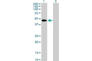 Western Blot analysis of VASP expression in transfected 293T cell line by VASP MaxPab polyclonal antibody. (VASP antibody  (AA 1-380))