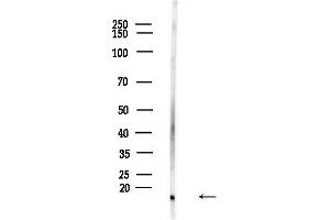 anti-NADH Dehydrogenase (Ubiquinone) 1 beta Subcomplex, 3, 12kDa (NDUFB3) (N-Term) antibody
