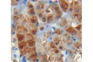 Used in DAB staining on fromalin fixed paraffin-embedded Kidney tissue (VWA1 antibody  (AA 43-285))