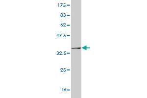 Western Blotting (WB) image for anti-Synapsin I (SYN1) (AA 362-450) antibody (ABIN520641)