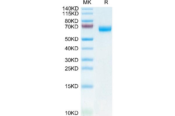 CLEC5A Protein (AA 26-188) (Fc Tag)