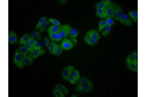 Immunofluorescence staining of HepG2 cells with ABIN7157534 at 1:100, counter-stained with DAPI. (KIR3DS1 antibody  (AA 198-335))