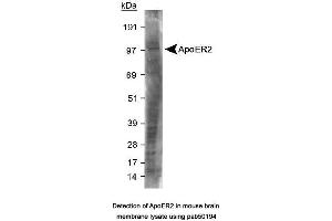 Image no. 2 for anti-Low Density Lipoprotein Receptor-Related Protein 8, Apolipoprotein E Receptor (LRP8) (C-Term) antibody (ABIN363503)