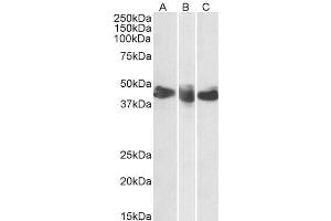 ABIN2613401 (0. (CD27 antibody  (AA 161-175))