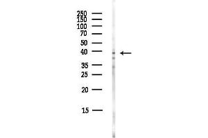 anti-WD Repeat Domain 77 (WDR77) antibody
