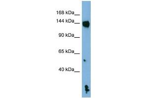 WB Suggested Anti-NLRP1 Antibody Titration: 0. (NLRP1 antibody  (N-Term))
