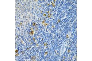 Immunohistochemistry of paraffin-embedded rat spleen using GLRX Antibody (ABIN1876503) at dilution of 1:200 (40x lens). (Glutaredoxin 1 antibody)