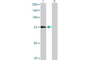 Western Blot analysis of MTM1 expression in transfected 293T cell line by MTM1 MaxPab polyclonal antibody. (MTM1 antibody  (AA 1-603))