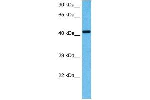 Host:  Mouse  Target Name:  OAT  Sample Tissue:  Mouse Kidney  Antibody Dilution:  1ug/ml