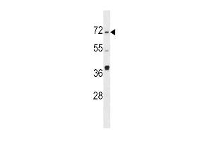 SPHK2 antibody  (N-Term)