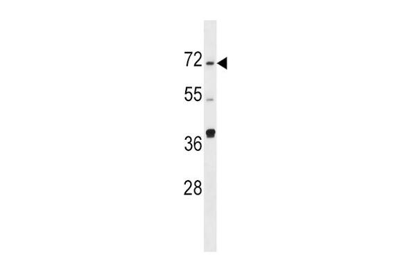 SPHK2 antibody  (N-Term)