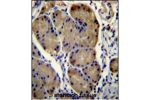WDR86 Antibody (C-term) (ABIN656453 and ABIN2845737) immunohistochemistry analysis in formalin fixed and paraffin embedded human stomach tissue followed by peroxidase conjugation of the secondary antibody and DAB staining. (WDR86 antibody  (C-Term))