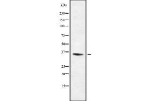 Western blot analysis Olfactory receptor 13C8 using NIH-3T3 whole cell lysates (OR13C8 antibody)