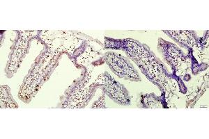 Paraformaldehyde-fixed, paraffin embedded mouse small intestine tissue, Antigen retrieval by boiling in sodium citrate buffer(pH6) for 15min, Block endogenous peroxidase by 3% hydrogen peroxide for 30 minutes, Blocking buffer (normal goat serum) at 37°C for 20min, Antibody incubation with Rabbit Anti-eIF4EBP1 Polyclonal Antibody, Unconjugated  at 1:400 overnight at 4°C, followed by a conjugated secondary and DAB staining Image on the left is the same conditions, with the peptide incubated with the antibody prior to staining.