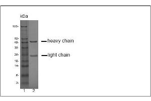 SDS-PAGE analysis of purified LT-3D2 monoclonal antibody. (Prostate Specific Antigen antibody)