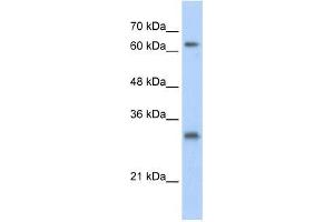 USP39 antibody used at 1. (USP39 antibody  (N-Term))