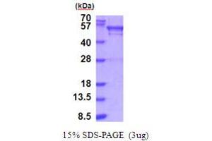 SDS-PAGE (SDS) image for UDP-Glucose Pyrophosphorylase 2 (UGP2) (AA 1-508) protein (His tag) (ABIN5853947)
