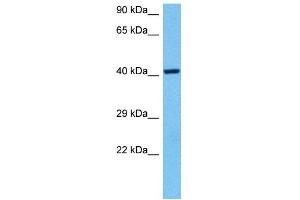 Host:  Mouse  Target Name:  NRF1  Sample Tissue:  Mouse Heart  Antibody Dilution:  1ug/ml (NRF1 antibody  (Middle Region))