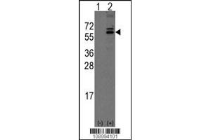 Western blot analysis of Noelin-1(Olfm1) using rabbit polyclonal Noelin-1(Olfm1) Antibody using 293 cell lysates (2 ug/lane) either nontransfected (Lane 1) or transiently transfected with the Noelin-1(Olfm1) gene (Lane 2). (Olfactomedin 1 antibody  (C-Term))