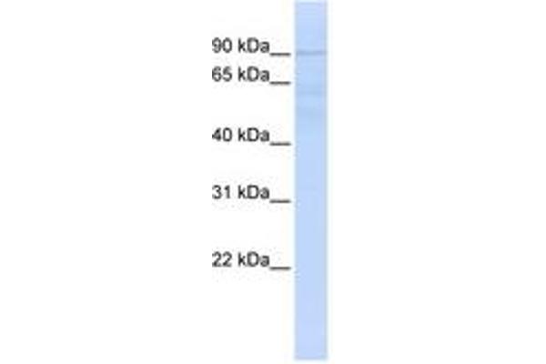 RNF10 antibody  (AA 36-85)