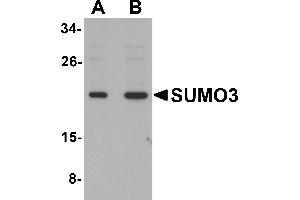Western Blotting (WB) image for anti-Small Ubiquitin Related Modifier 3 (SUMO3) (C-Term) antibody (ABIN1030713) (SUMO3 antibody  (C-Term))