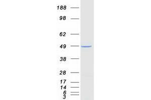 Validation with Western Blot (PCBP4 Protein (Transcript Variant 3) (Myc-DYKDDDDK Tag))