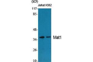 Western Blot (WB) analysis of specific cells using Mat1 Polyclonal Antibody. (MAT1A antibody  (Internal Region))