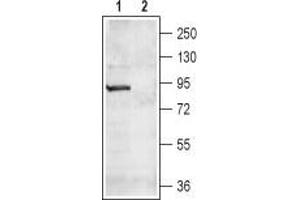 Western blot analysis of rat brain lysate: - 1. (CNGA4 antibody  (Intracellular, N-Term))
