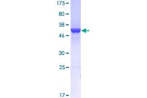 GSTA1 Protein (AA 1-222) (GST tag)