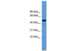 WB Suggested Anti-PSEN1 Antibody Titration: 0. (Presenilin 1 antibody  (Middle Region))