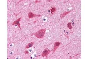 IHC Image for AP23211PU-N Human Brain, Cortex: Formalin-Fixed, Paraffin-Embedded (FFPE)