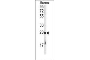 Western blot analysis of anti-CHIP (STUB1) Antibody (C-term) in Ramos cell line lysates (35ug/lane). (STUB1 antibody  (C-Term))
