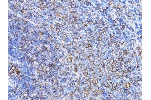 Immunohistochemistry of paraffin-embedded rat testis using β-actin antibody.