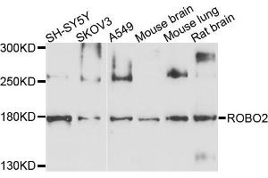 Western blot analysis of extracts of various cell lines, using ROBO2 antibody. (ROBO2 antibody)