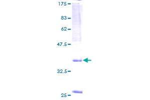 SPAG9 Protein (AA 1-131) (GST tag)