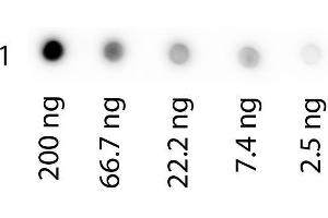 Dot Blot of Biotin conjugated Human Transferrin. (Transferrin Protein (TF) (Biotin))