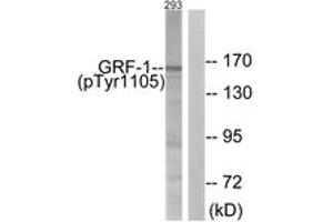 Western blot analysis of extracts from 293 cells treated with EGF 200ng/ml 30', using GRF-1 (Phospho-Tyr1105) Antibody. (GRLF1 antibody  (pTyr1105))