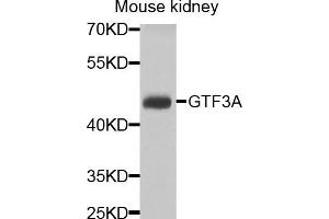 Western blot analysis of extracts of mouse kidney cells, using GTF3A antibody. (GTF3A antibody)